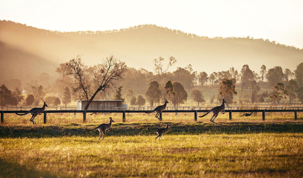 Kangaroos